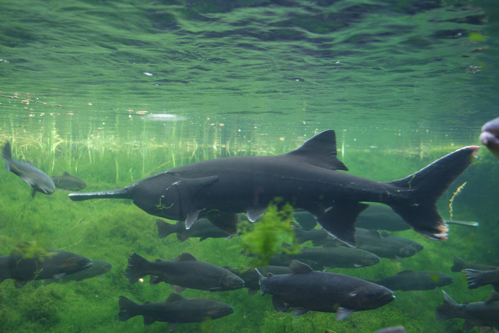 Tennessee man reels in monster paddlefish